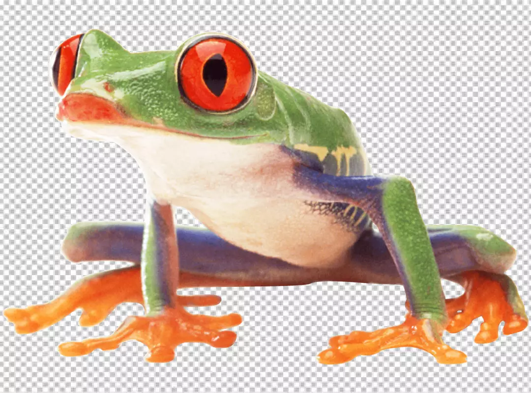 Free Premium PNG A green frog with red eyes also it is poisonous frog