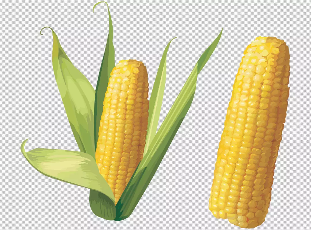 Free Premium PNG corn isolated on transparent background