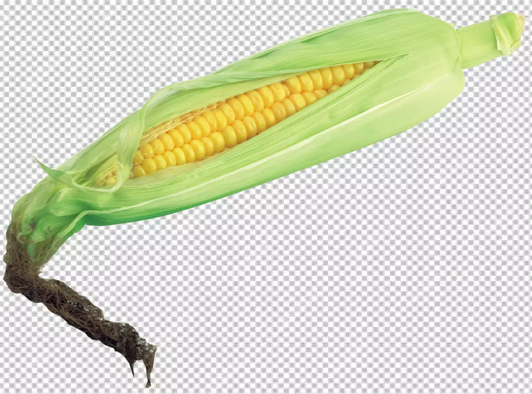 Free Premium PNG A corn on the cob on transparent background