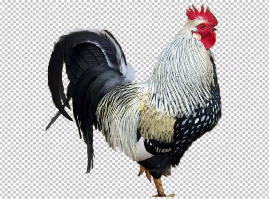 Free Premium PNG bantam rooster with red head yellow beak blue feather and visible transparent PNG