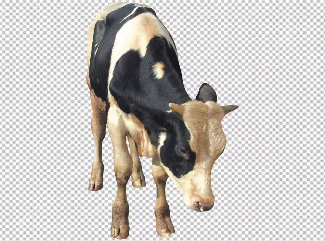 Free Premium PNG Portrait of a cute cow with horns standing