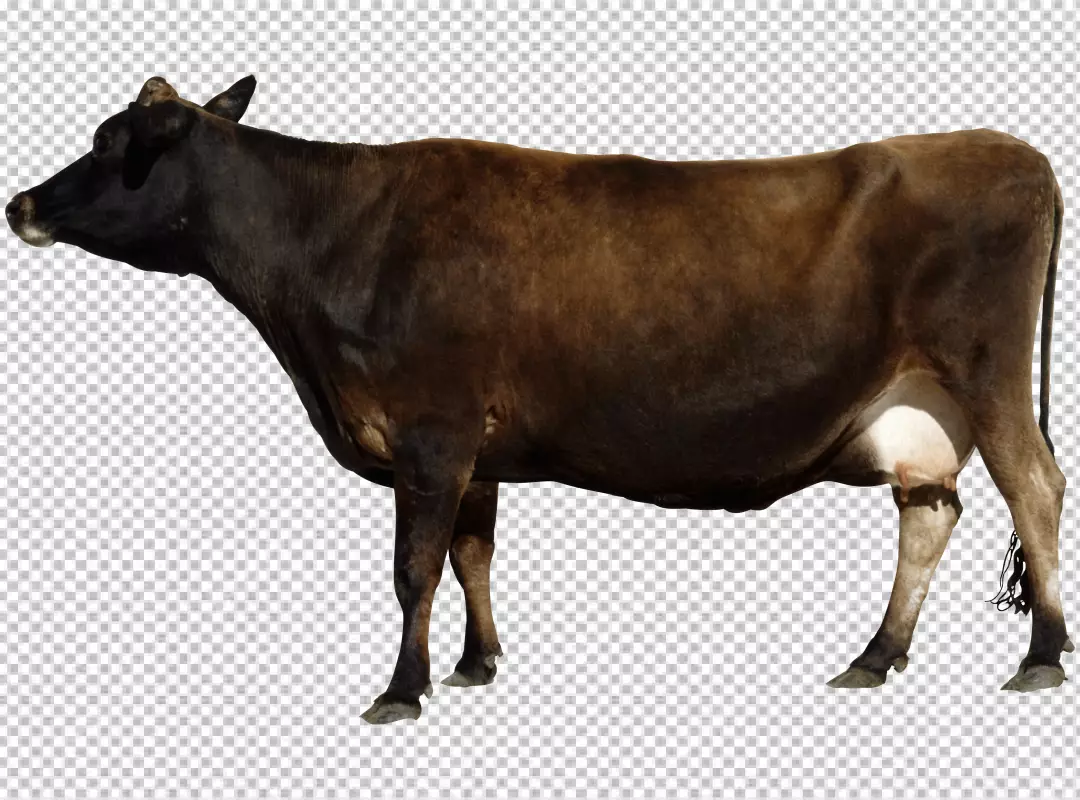 Free Premium PNG Portrait of a cute cow with horns standing PNG