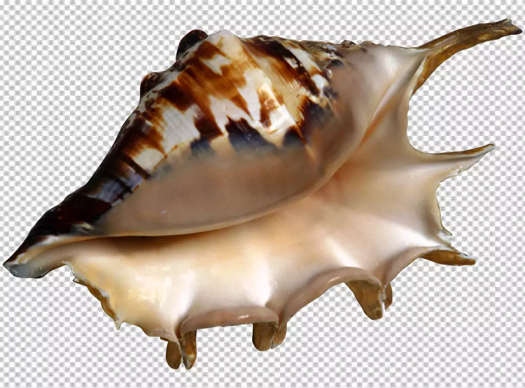 Free Premium PNG Summer concept with shells transparent backgroud