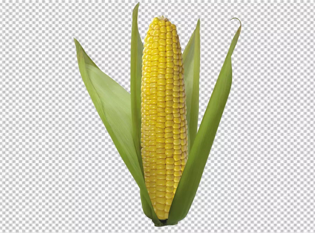 Free Premium PNG Close-up view of cooked whole corns