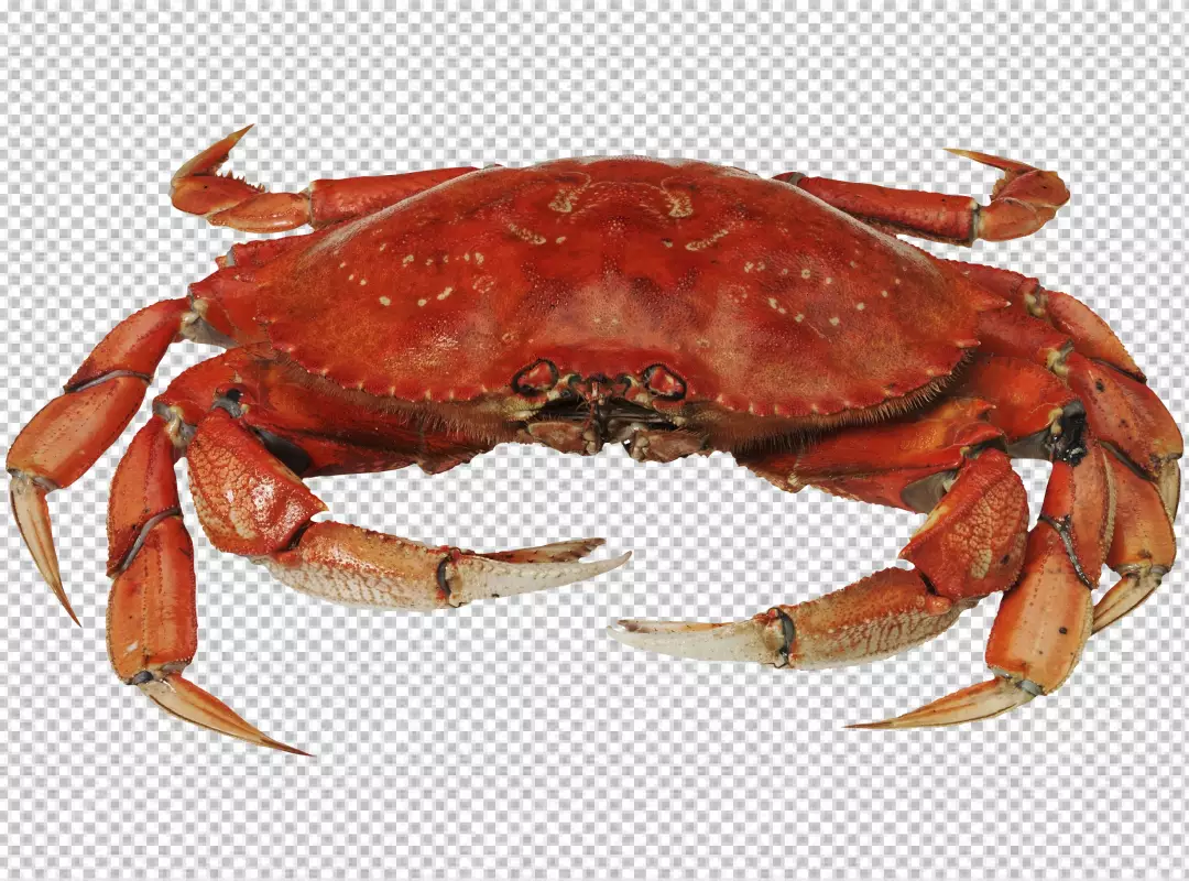 Free Premium PNG View of cooked crawfish PNG