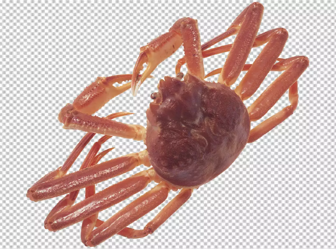 Free Premium PNG View of cooked crawfish