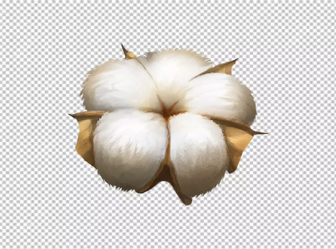 Free Premium PNG Closeup of cotton plant PNG BG