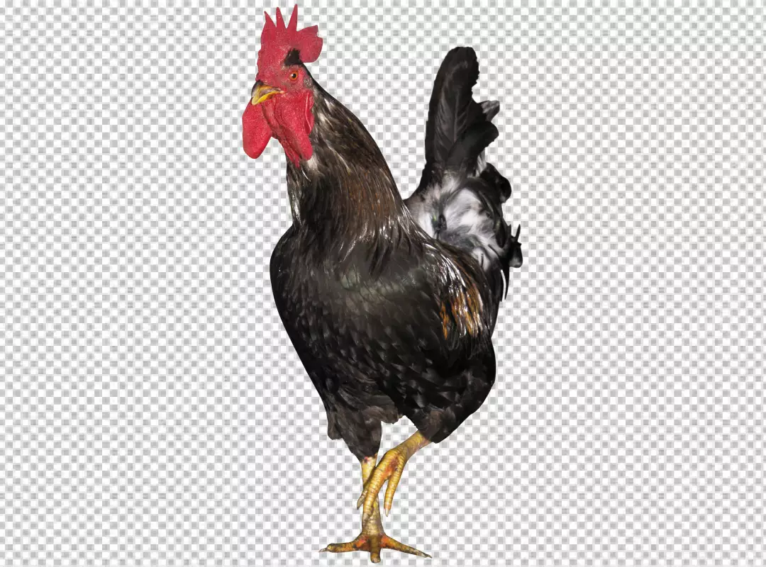 Free Premium PNG Rooster in photorealistic style with beak and feathers