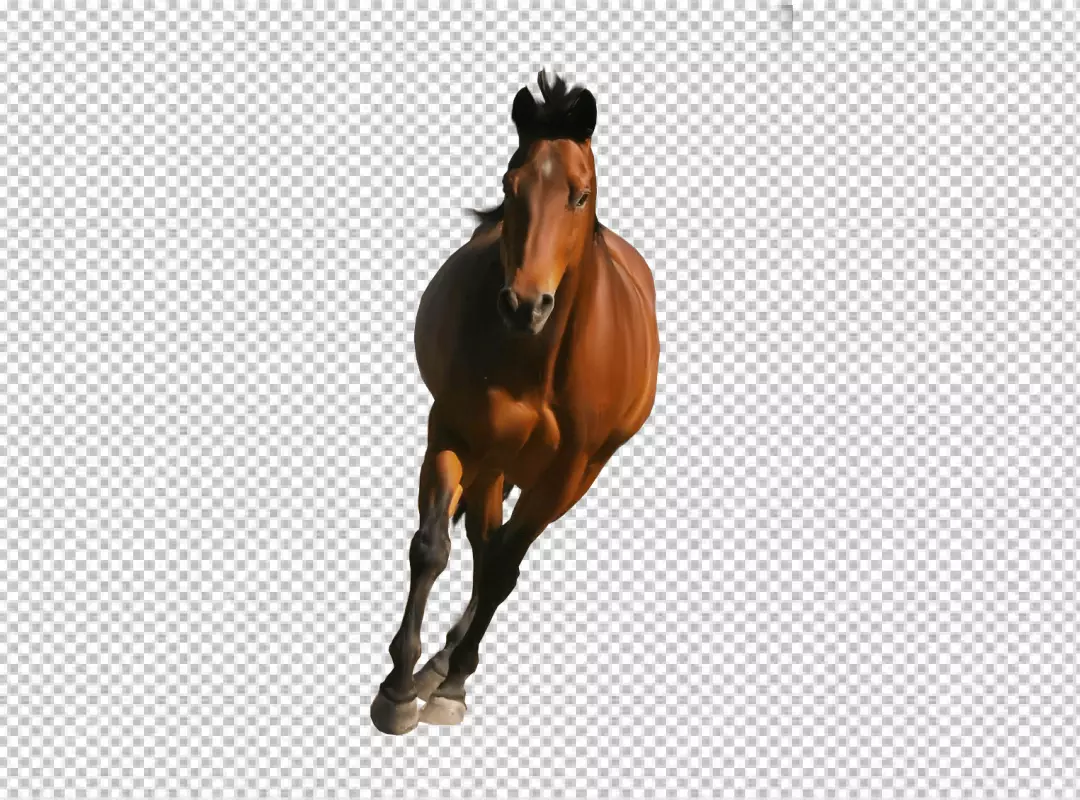 Free Premium PNG Horse has a black mane and tail, and a white blaze on its forehead