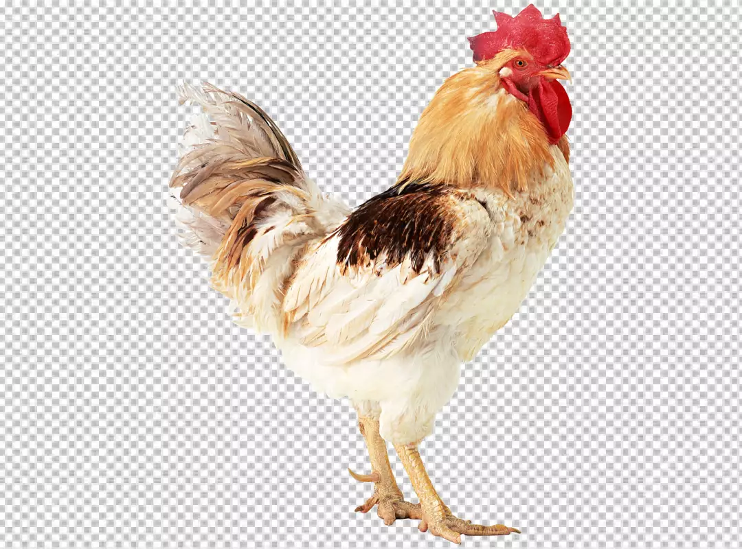 Free Premium PNG Rooster isolated on transparent 