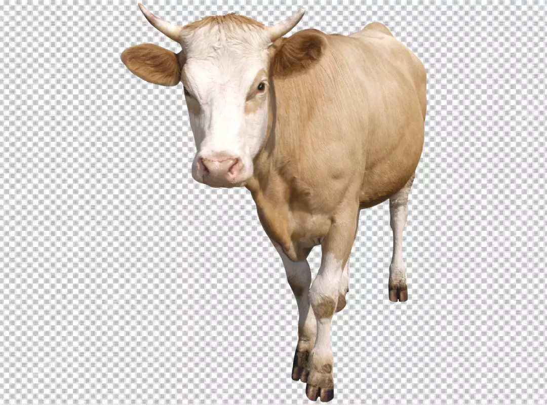 Free Premium PNG black and white milk cow on transparent bg png
