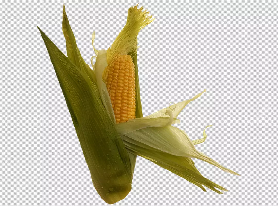 Free Premium PNG 1 cob corn isolated on transparent background PNG