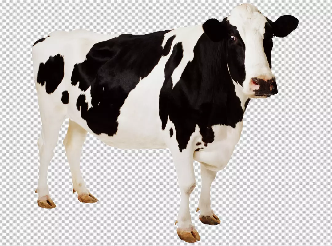 Free Premium PNG Cow cilp art on transparent background PNG