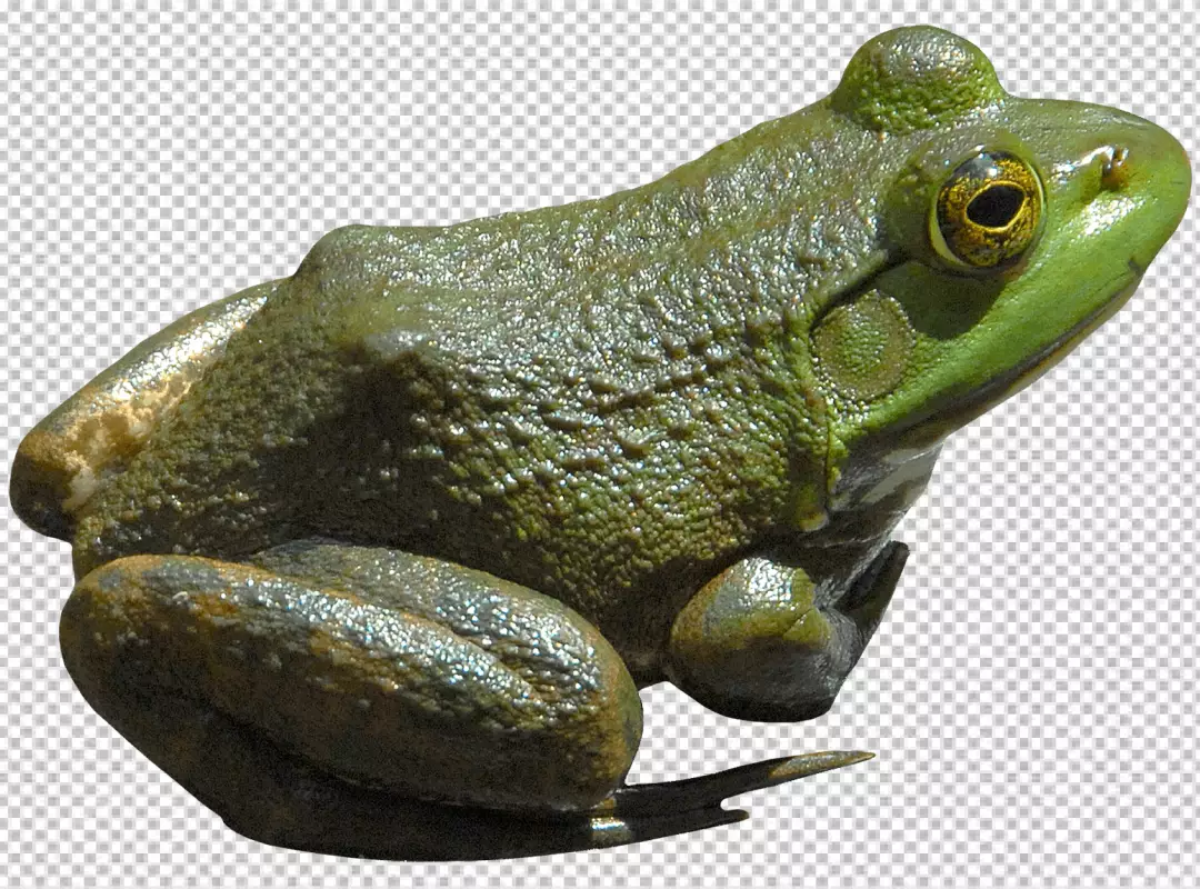 Free Premium PNG Frog is facing the viewer at a 45-degree angle and body is a bright green color also its belly is a lighter green color