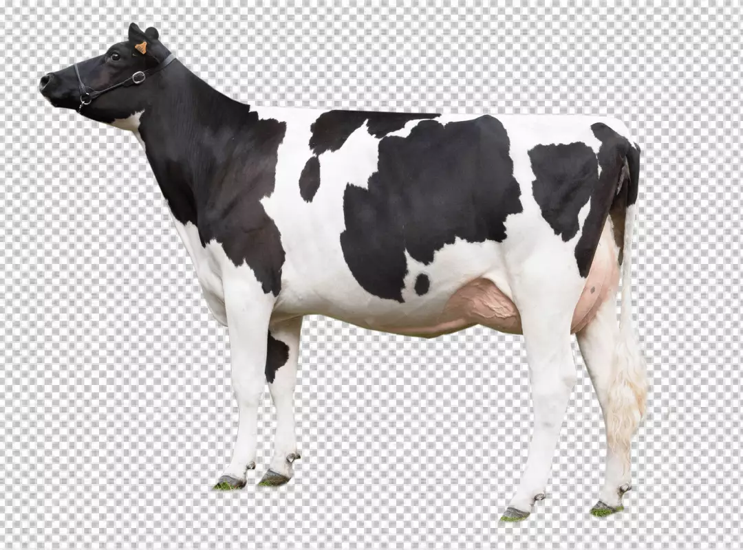 Free Premium PNG Photorealistic view of stand cows transparent background 