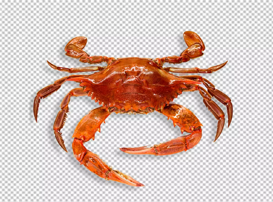 Free Premium PNG crab brown coloring on transparent background PNG