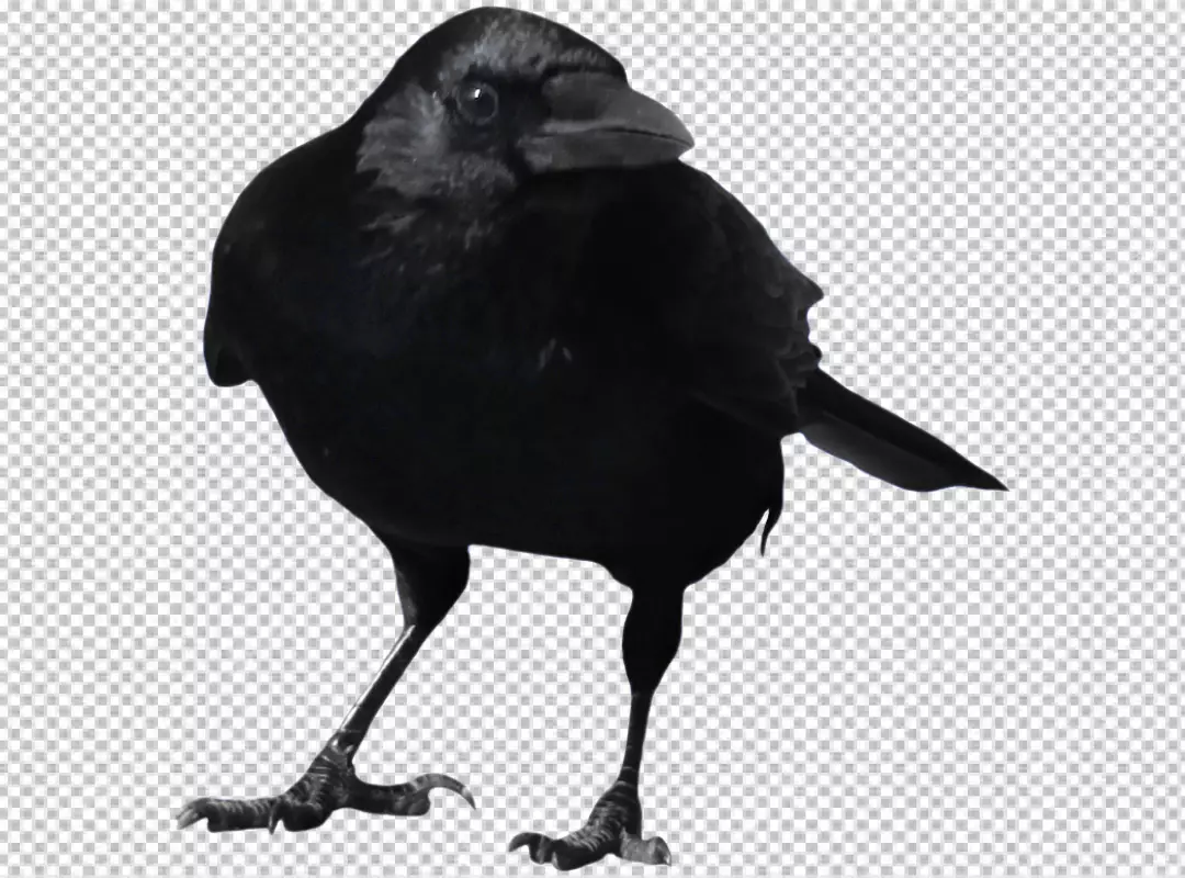 Free Premium PNG A pensive crow looking to the right 2