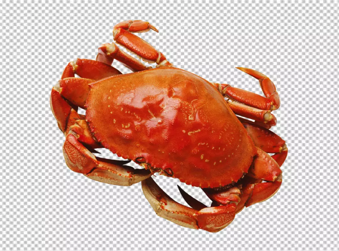 Free Premium PNG crab brown coloring on transparent background