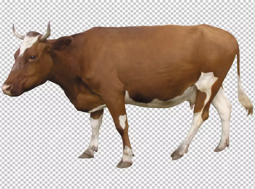 Free Premium PNG Holstein Cow isolated on background Milk cow PNG