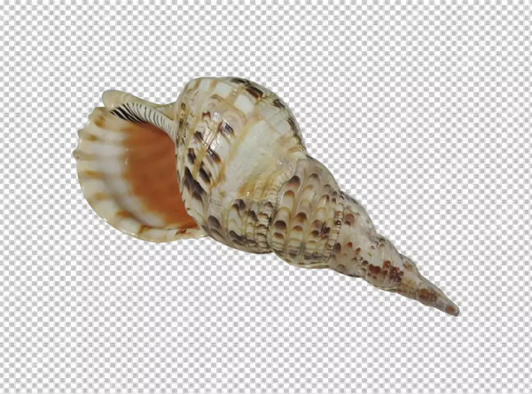 Free Premium PNG PNG Empty seashell on transparent background