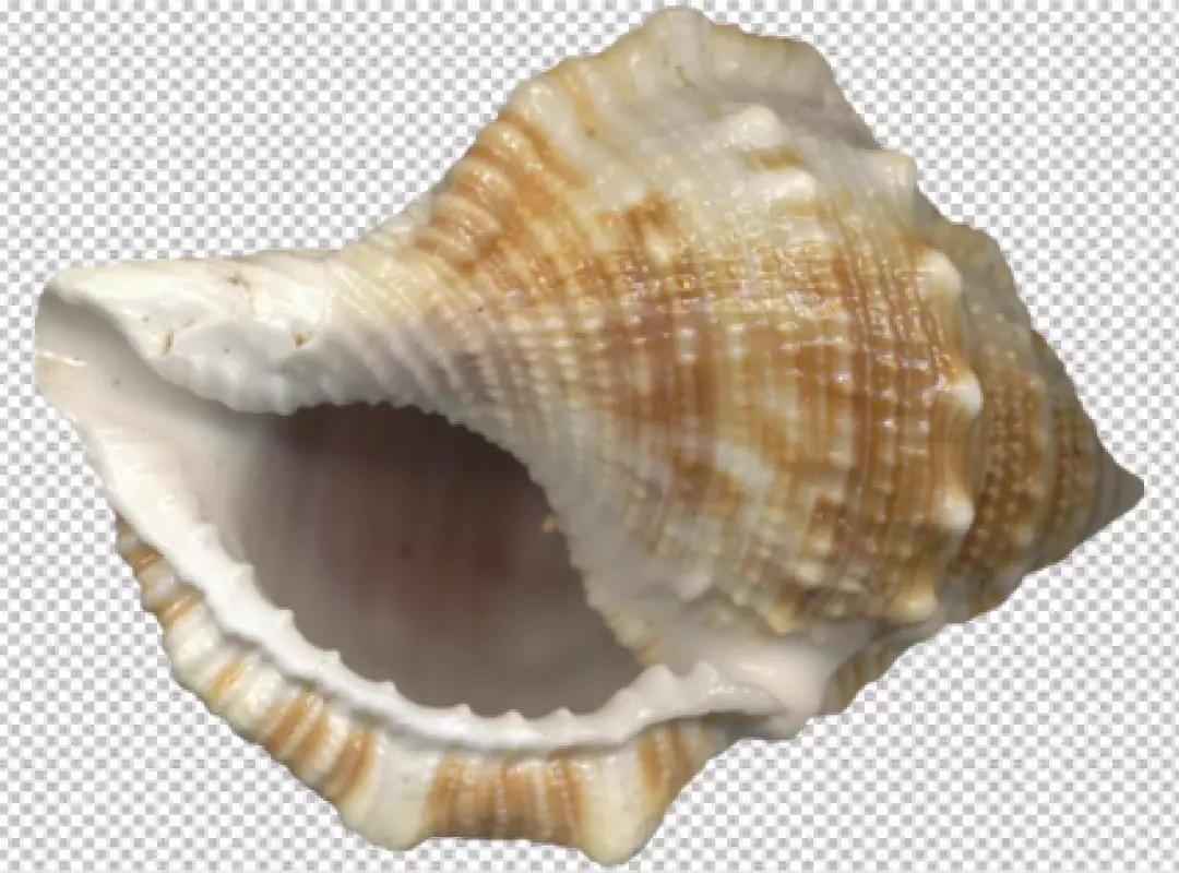 Free Premium PNG Beautiful Shell Isolated on Transparent