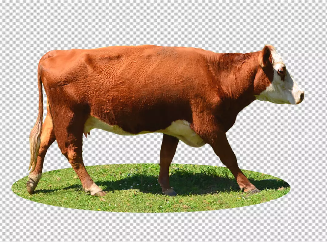 Free Premium PNG Cow on ground transparent background 