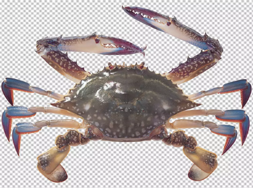 Free Premium PNG Red Sea Crab isolated PNG