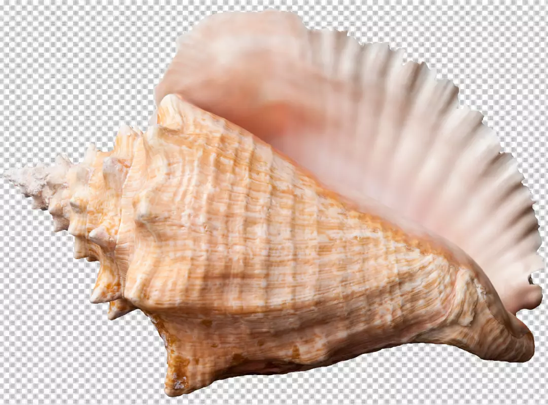 Free Premium PNG PNG Beautiful Shell Isolated on 