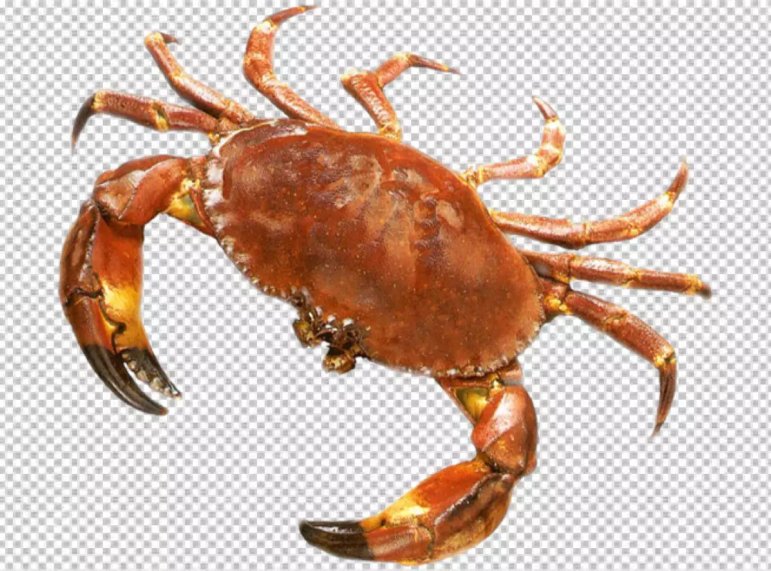 Free Premium PNG crab with orange and brown coloring transparent background