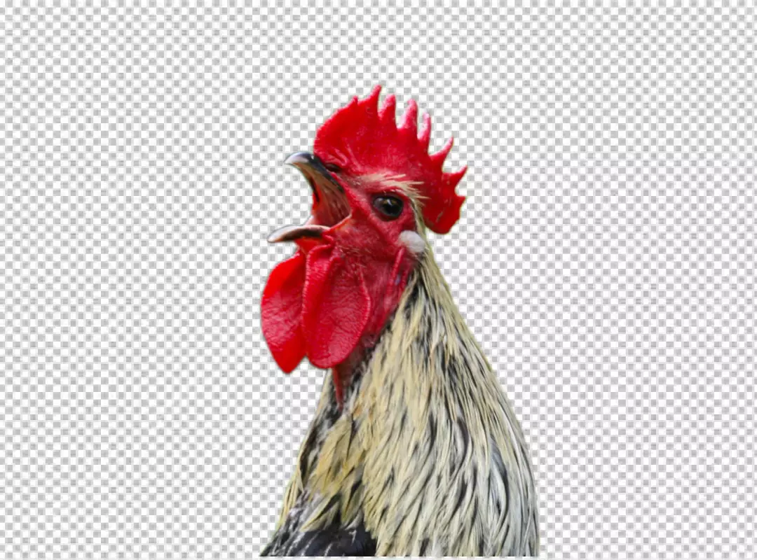 Free Premium PNG Rooster isolated on transparent background