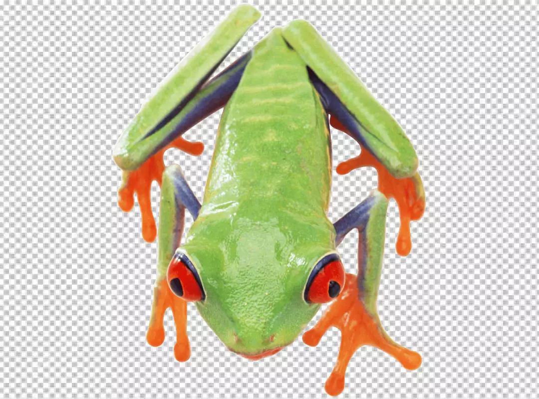 Free Premium PNG A green frog with red eyes is sitting on a transparent background