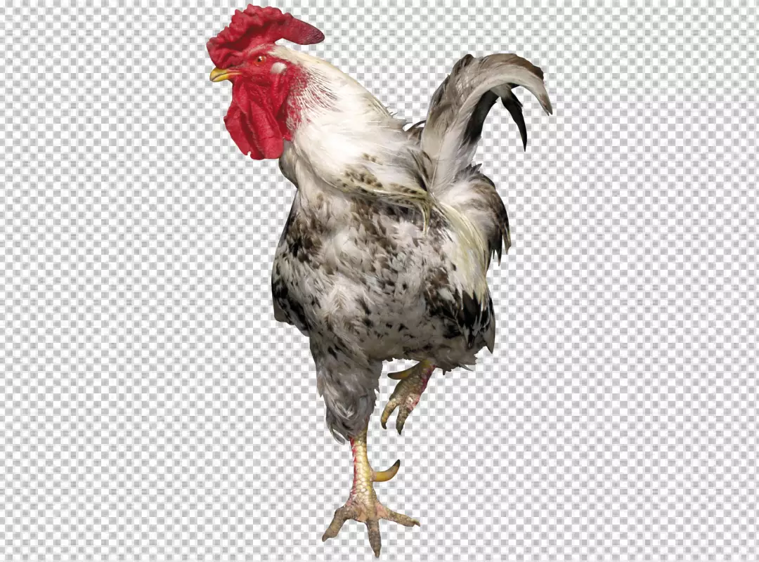 Free Premium PNG Rooster isolated on transparent BG