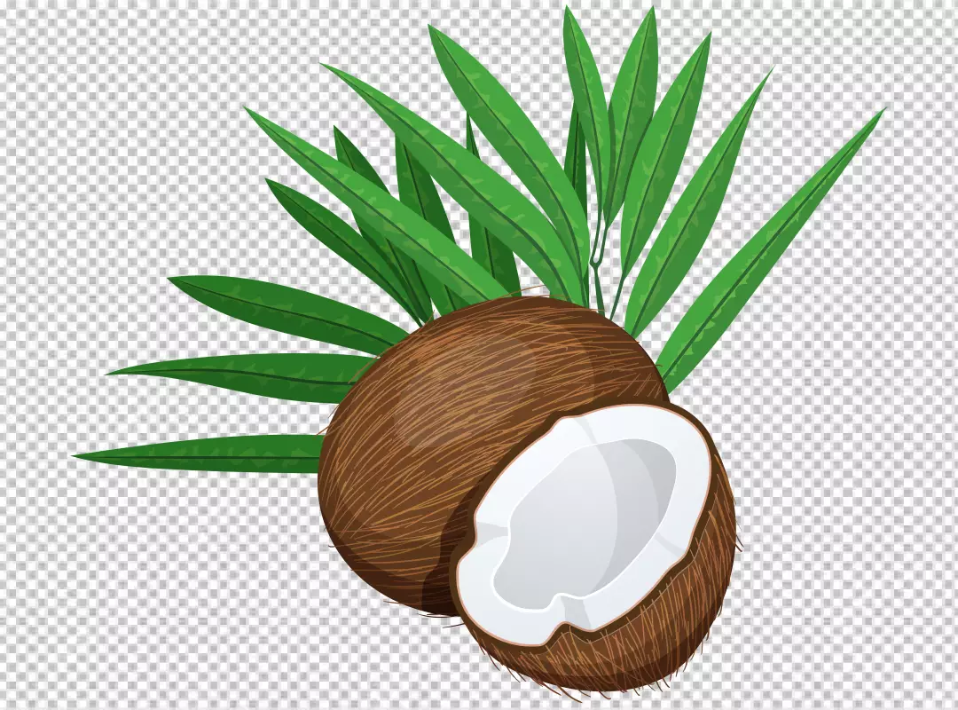 Free Premium PNG PNG Fresh coconuts and coconut