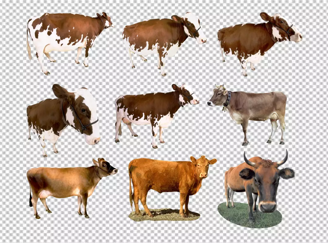 Free Premium PNG many cow Standing on Transparent Background