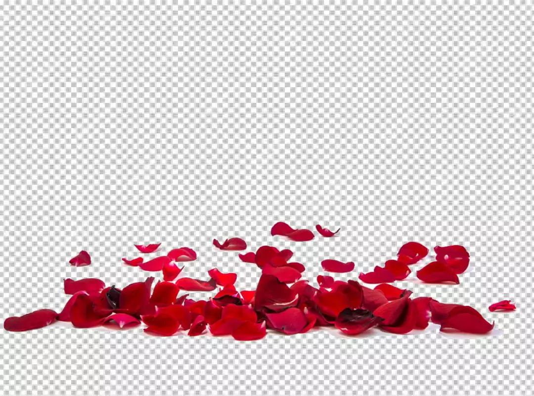 Free Premium PNG Transparent background with flying red rose petals