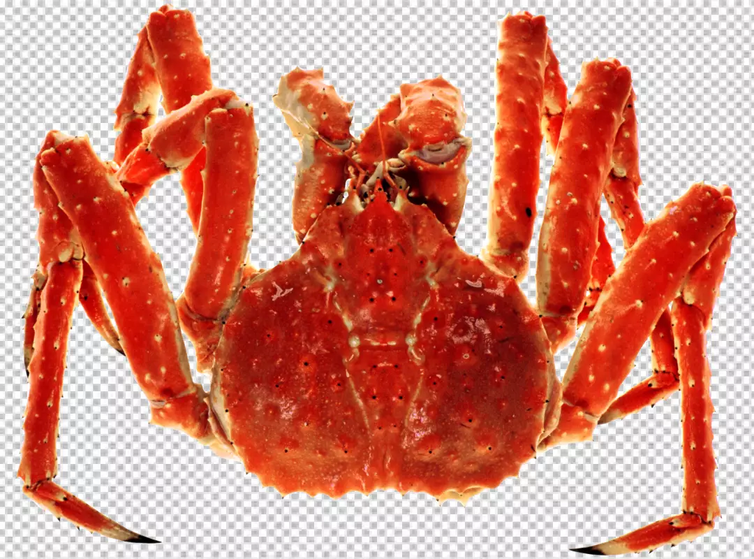 Free Premium PNG Red Sea Crab isolated transparent BG