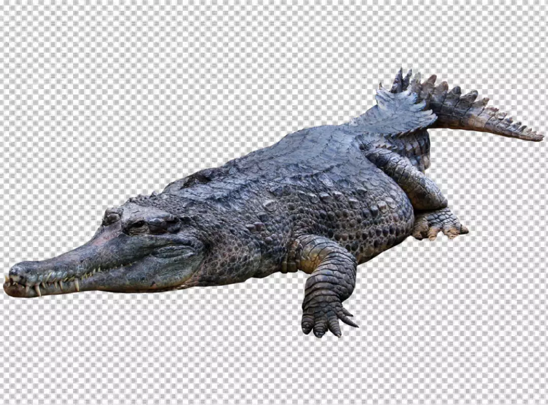 Free Premium PNG Crocodile isolated on white background