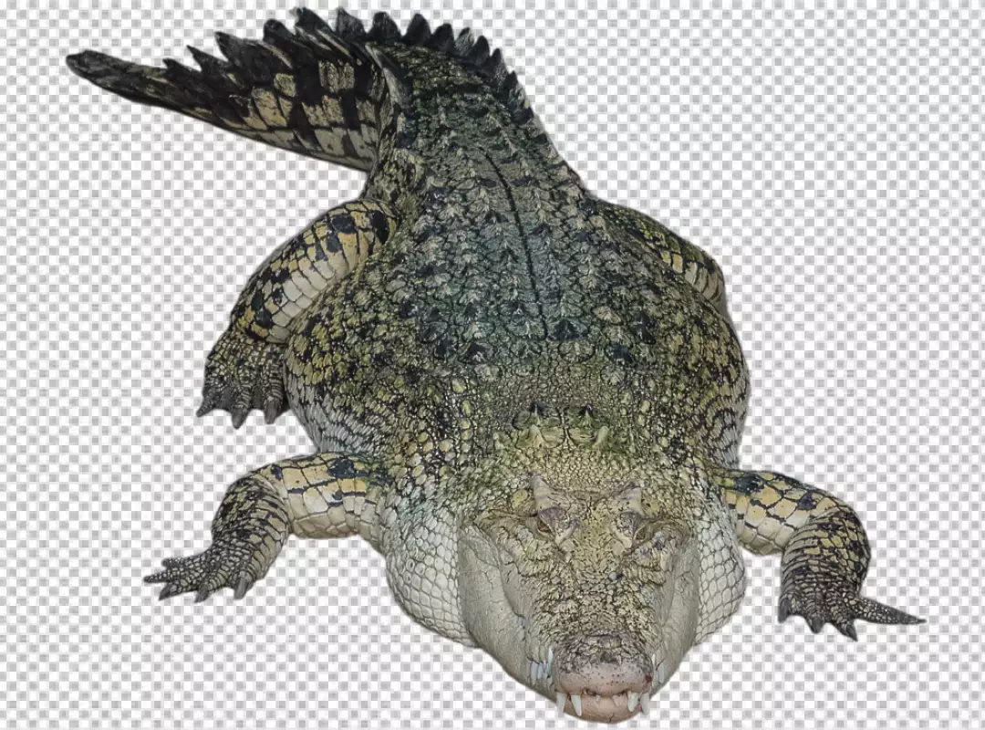 Free Premium PNG Crocodile front face with transparent background