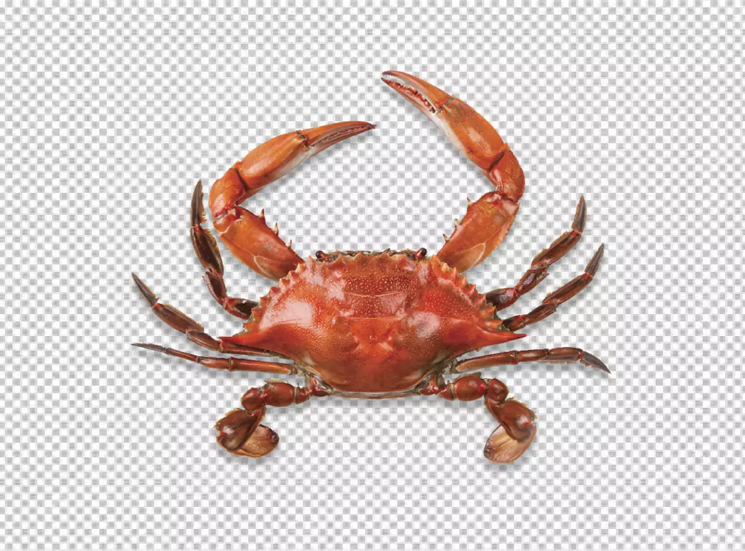 Free Premium PNG Crab transparent background