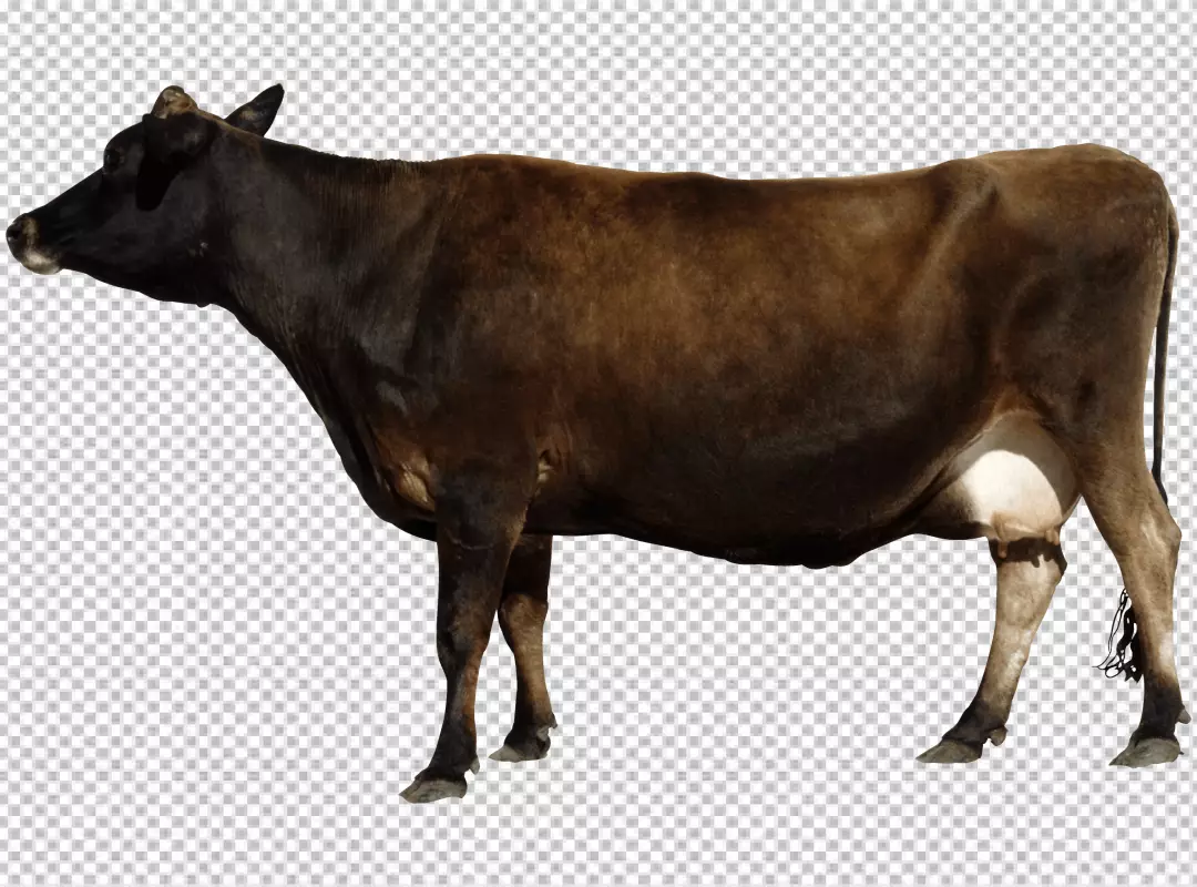 Free Premium PNG milk cows in style PNG