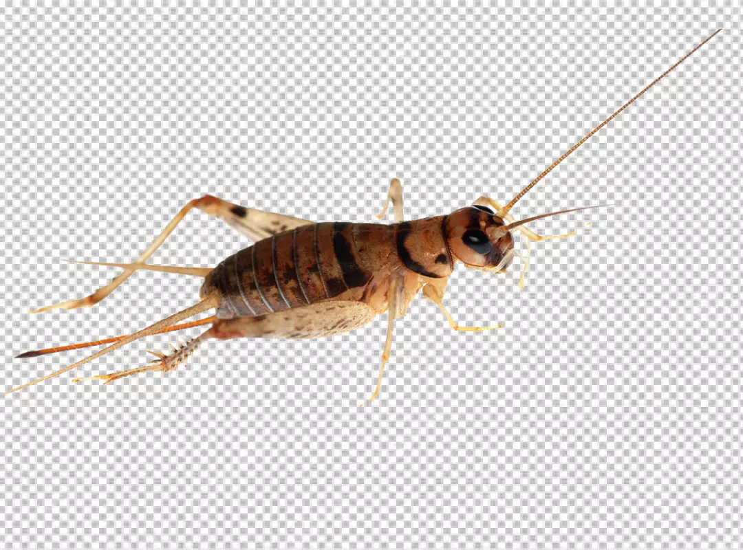 Free Premium PNG Cricket insect close-up png background