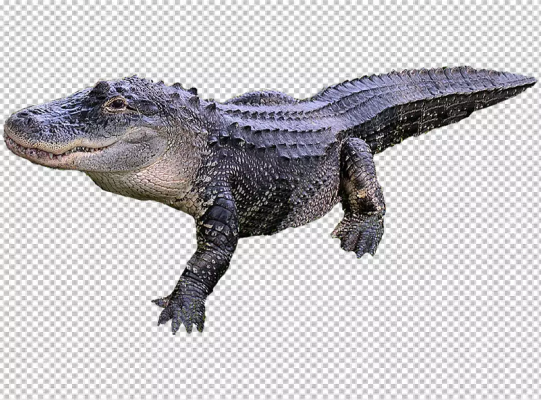 Free Premium PNG Crocodile Walk Cycle isolated on white background