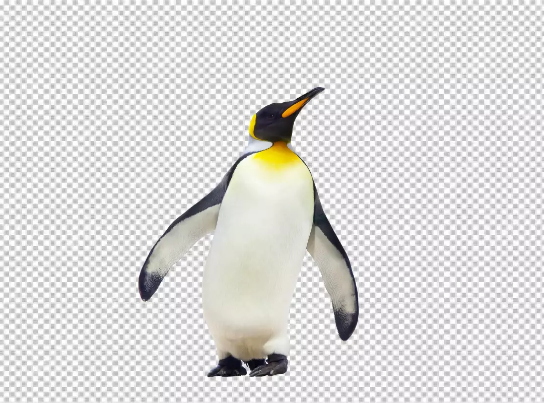 Free Premium PNG Penguin walking alon and find somthing