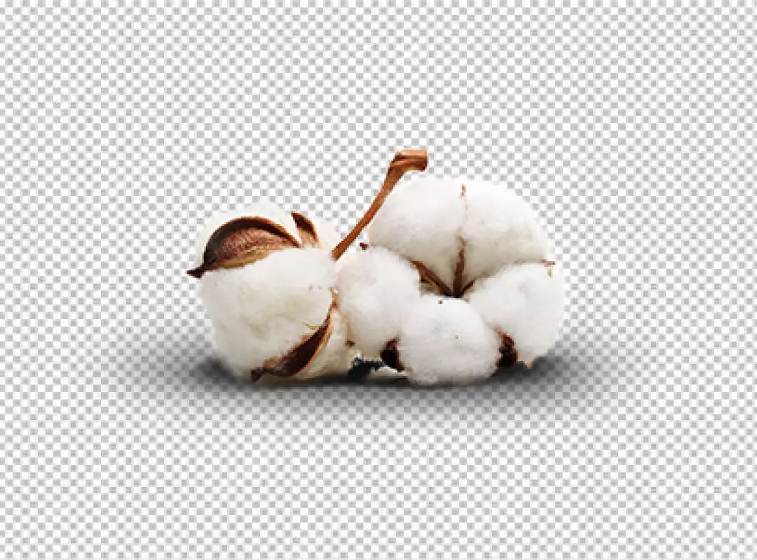 Free Premium PNG Cotton tree isolated on transparent 