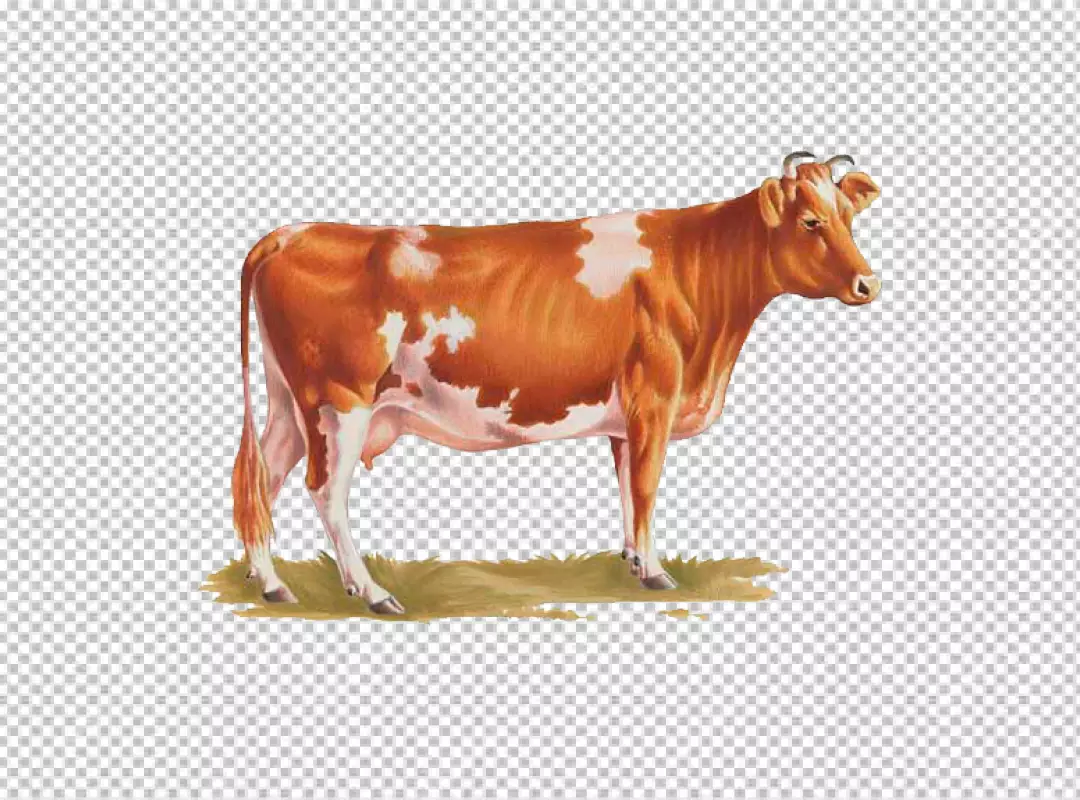 Free Premium PNG Beautiful cow on PNG