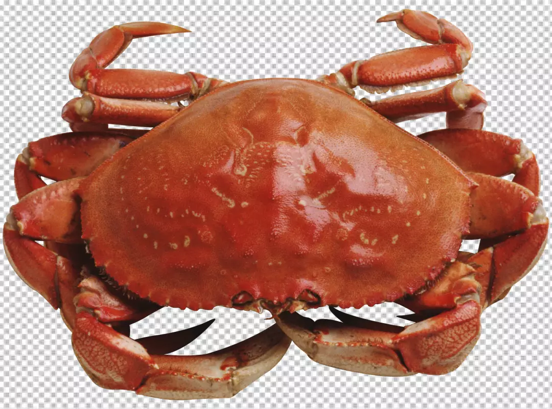 Free Premium PNG Red Sea Crab isolated on transparent BG 