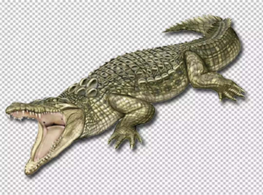 Free Premium PNG Crocodile side view face with transparent background