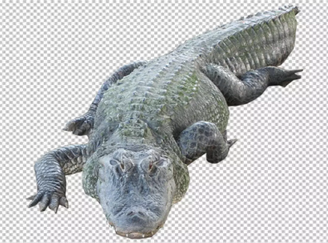 Free Premium PNG Crocodile front side with transparent background