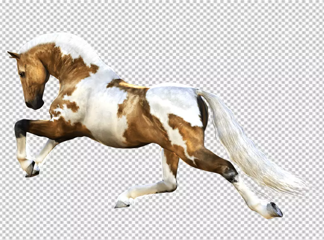 Free Premium PNG Brown And white horse just runnig