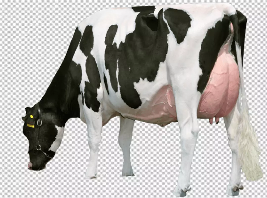 Free Premium PNG Full Body Profile of Holstein Cow on Transparent Background